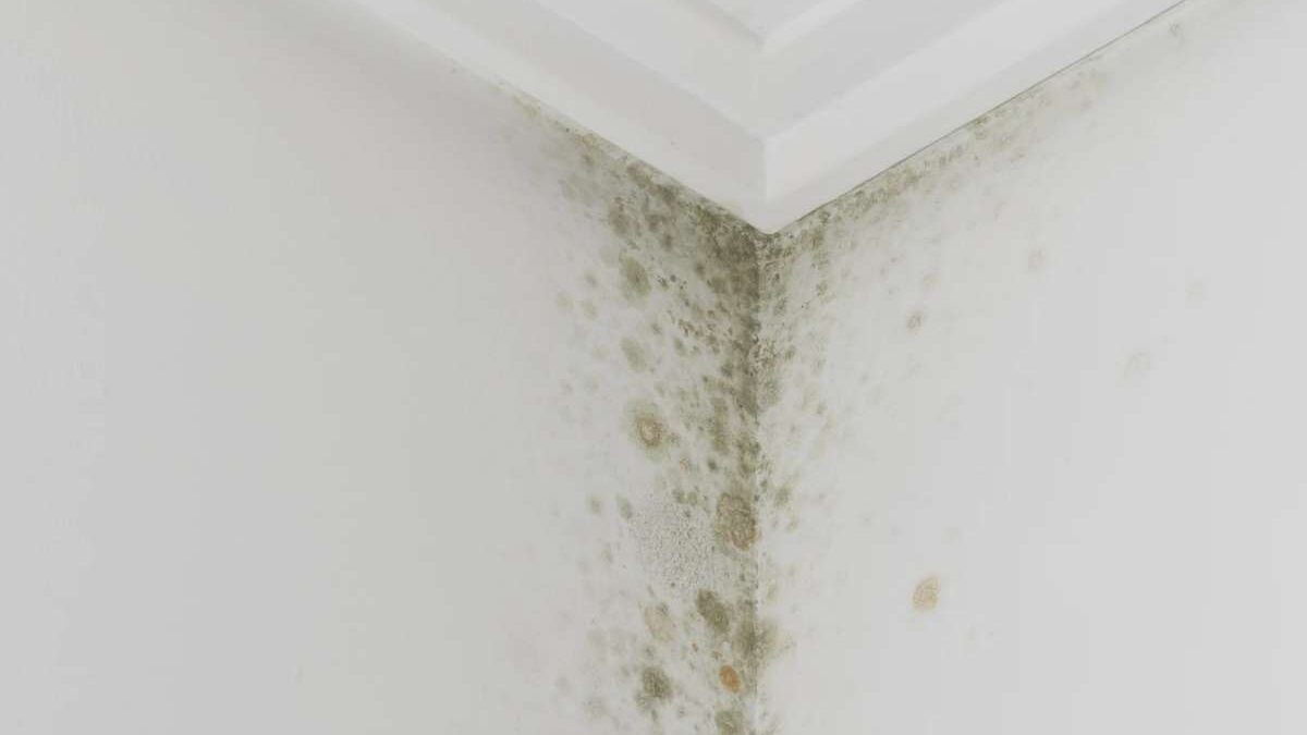 comment enlever la moisissure sur un mur